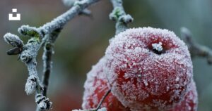 Manzana cubierta de escarcha en la rama de un árbol durante una helada de invierno