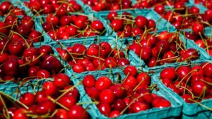 Cerezas rojas frescas con tallo dispuestas en bandejas de cartón verde agua