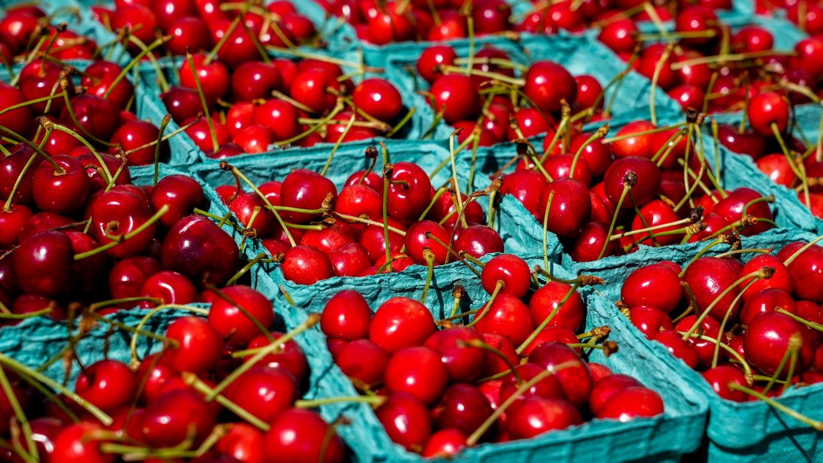 Cerezas rojas frescas con tallo dispuestas en bandejas de cartón verde agua